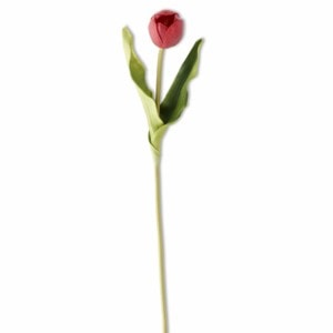 Tulip Red