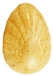 Egg with Shell Pattern
