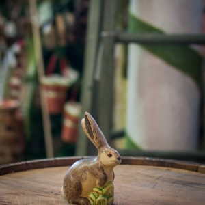 Brown Bunny with Cabbage