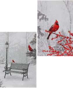 Cardinal Lighted Print