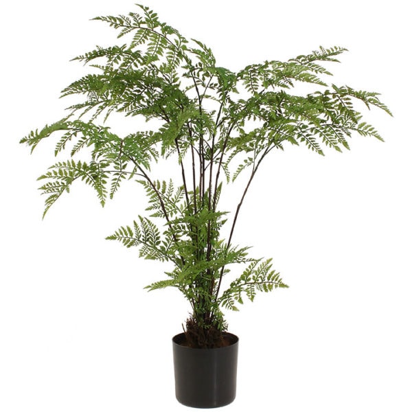 Potted Fern