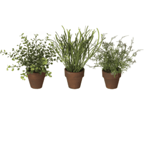 Assorted Potted Plants