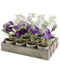 Delphiniums Potted  (Assorted Designs)