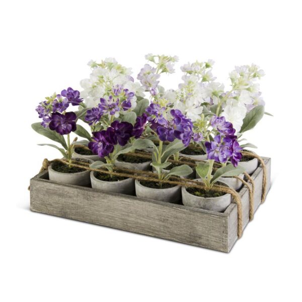 Delphiniums Potted  (Assorted Designs)